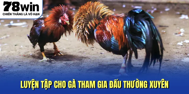 Luyện tập cho gà tham gia đấu thường xuyên