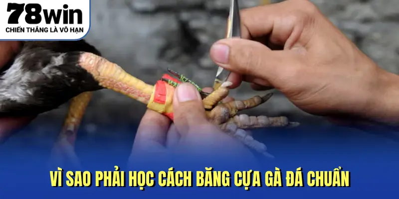 vì sao phải học cách băng cựa gà đá chuẩn